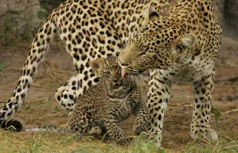 花豹母親儘量陪伴着只有幾天大的小花豹，這是小花豹記著母親氣味和樣貌的階段