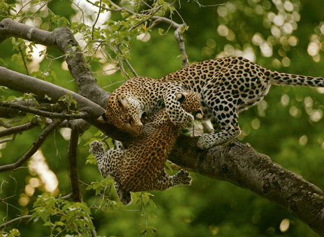花豹媽媽鄭在東拉西扯地把小花豹拖回樹上，以免它從 18 米高掉下來